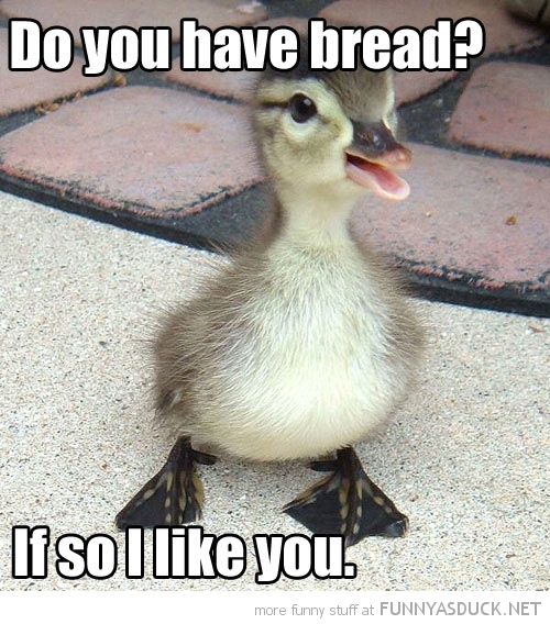 Do You Have Bread?