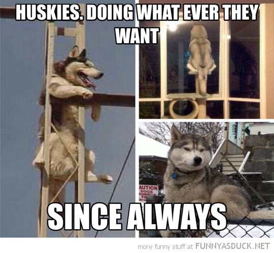 Huskies