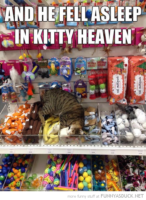 Kitty Heaven
