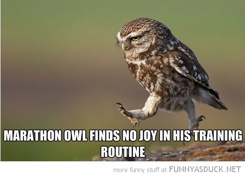 Marathon Owl
