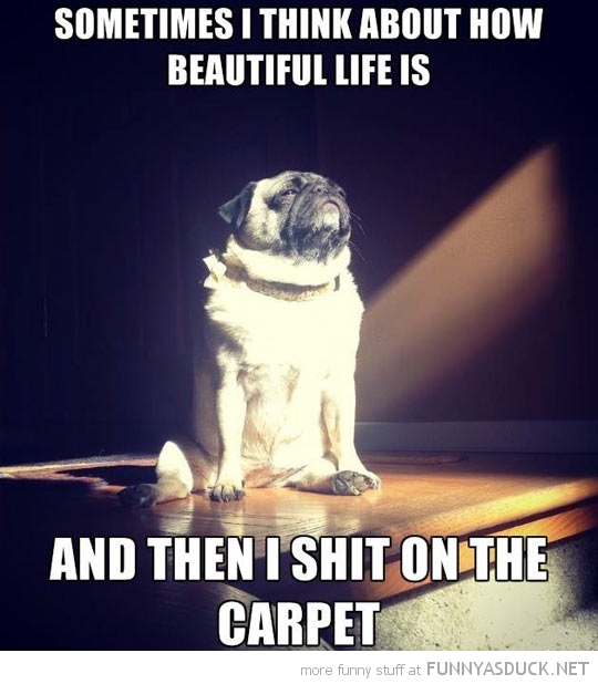 Enlightened Pug