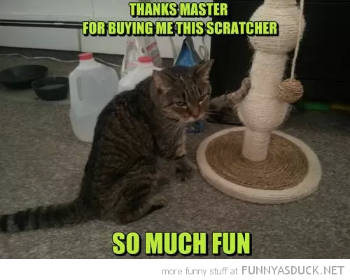 Ungrateful Cat