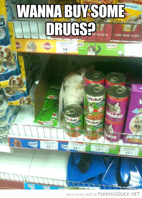 Dealer Cat