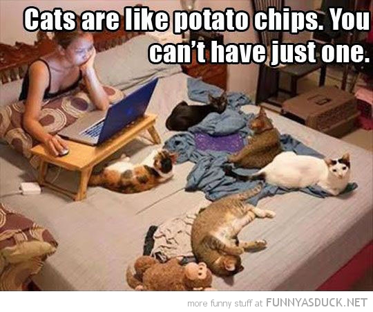 Cats Are Like Potato Chips