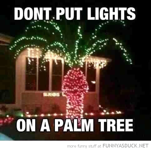 Lights On A Palm Tree