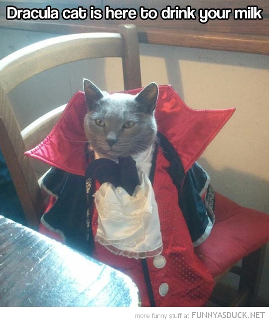 Dracula Cat