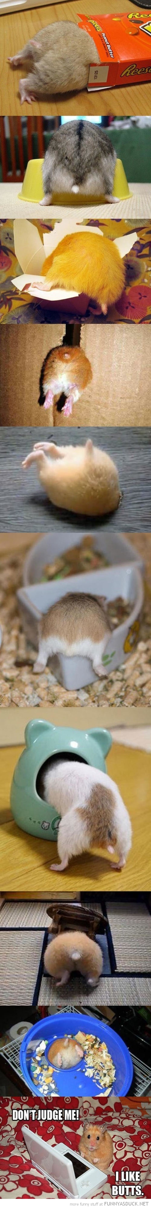 Pervert Hamster