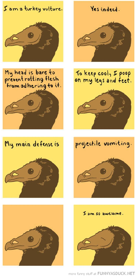 Turkey Vultures