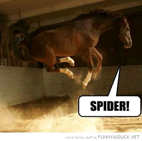 Spider!