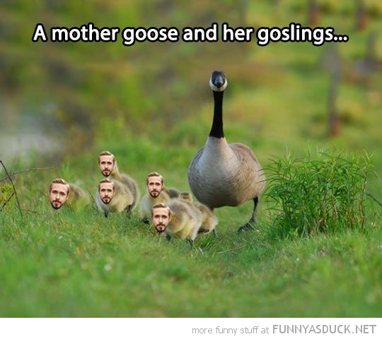 Young Goslings