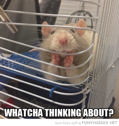 Seductive Rat