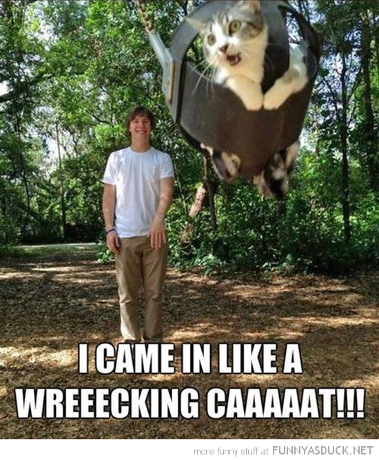 Wreaking Cat