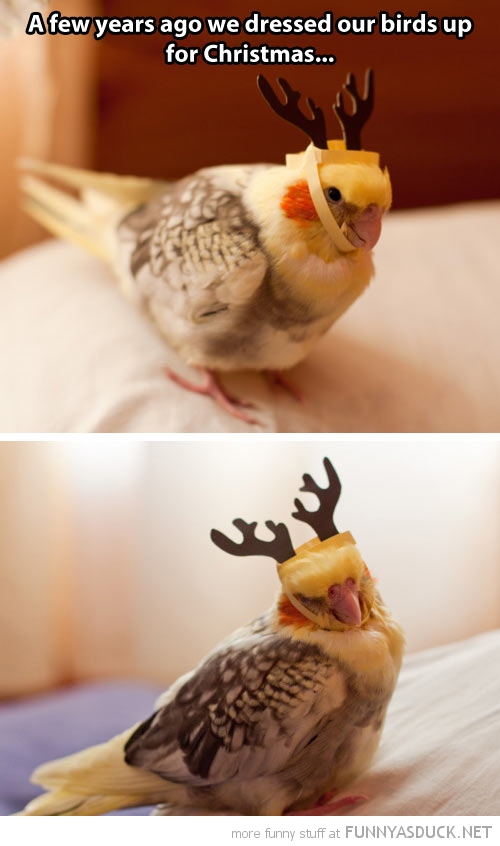 Reindeer Birds