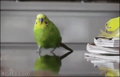 Action Budgie