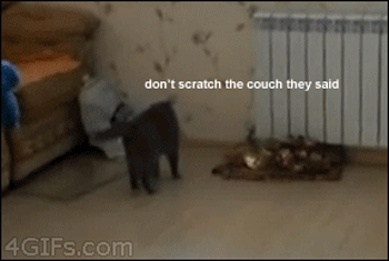 Don't Scratch The Couch