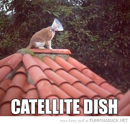 Catellite Dish