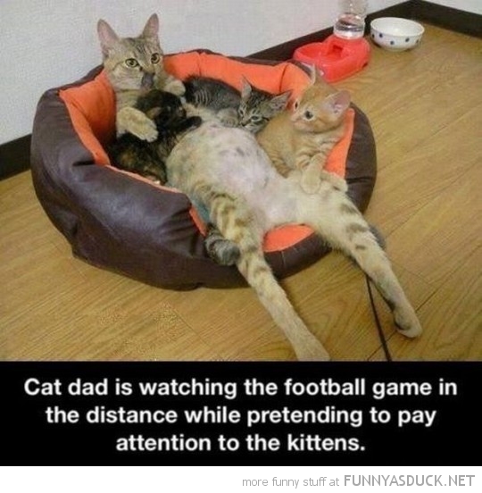 Dad Cat