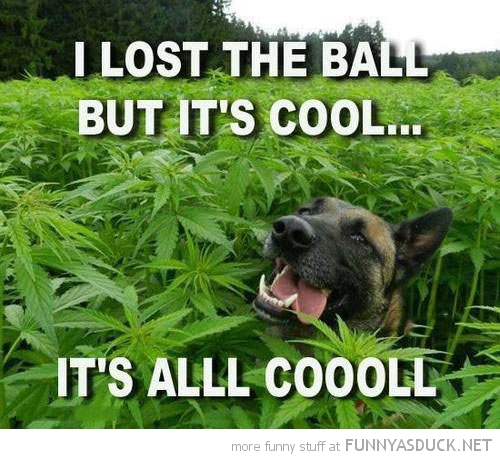 Stoner Dog