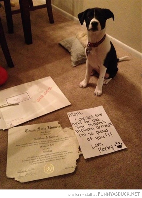 Dog Shaming