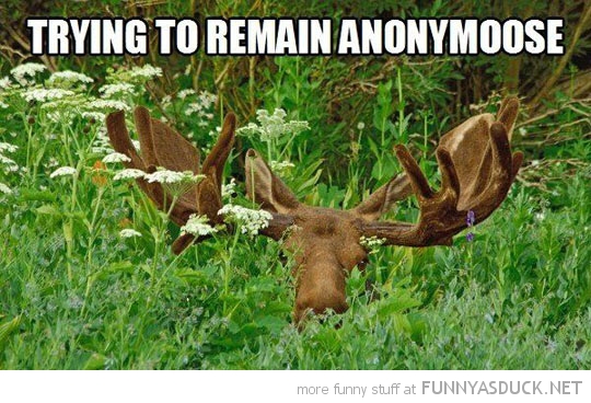 Anonymoose