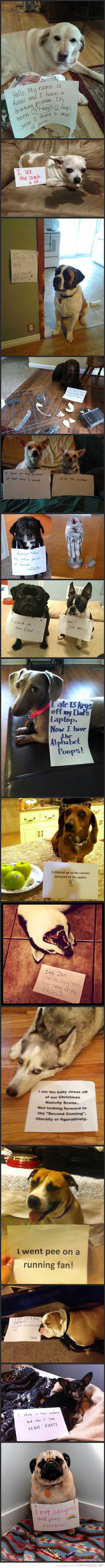 More Dog Shaming