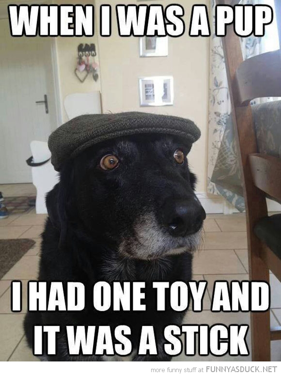 Pensioner Dog