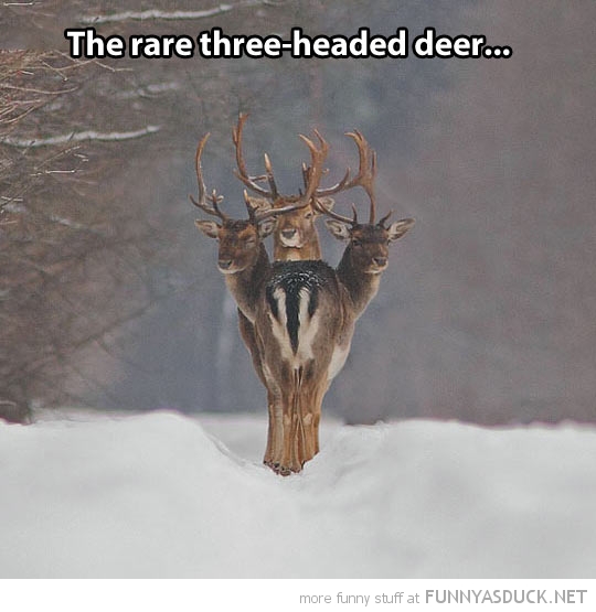 Three Headed Deer