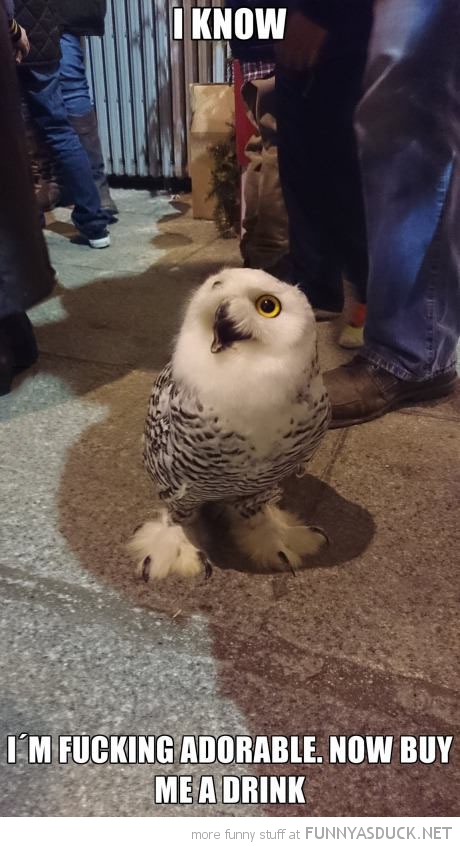 Nightlife Owl