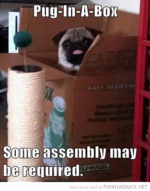 Pug In A Box