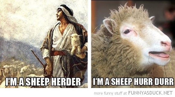 Sheep Herder