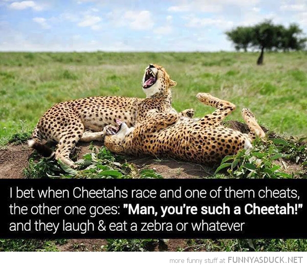 Such A Cheetah