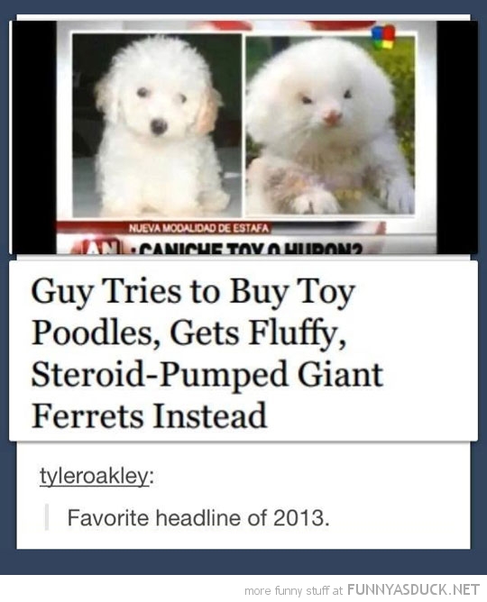 Best Headline Ever