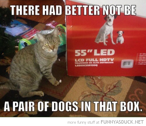 Dogs In The Box