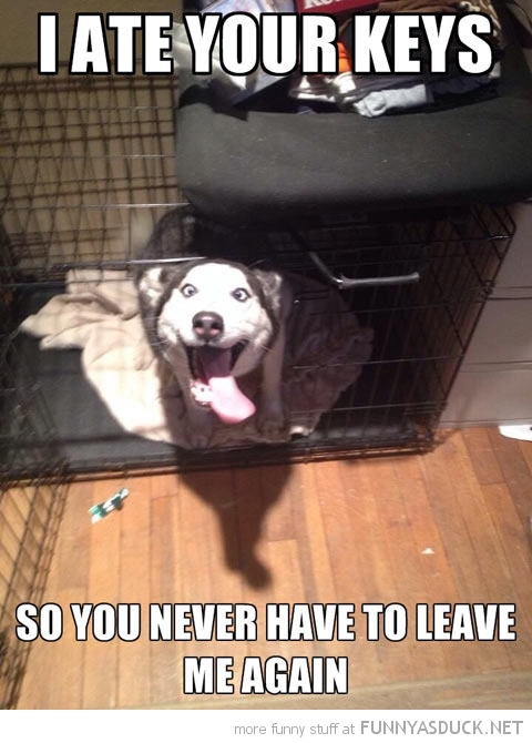 Overly Attached Dog
