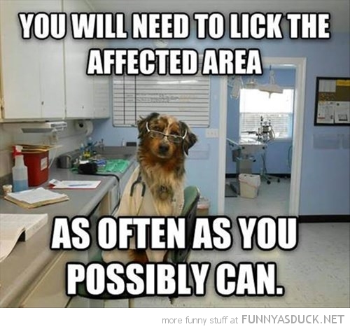 Doctor Dog