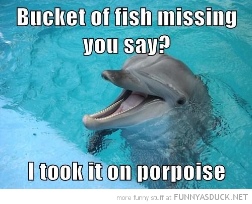 Punny Dolphin