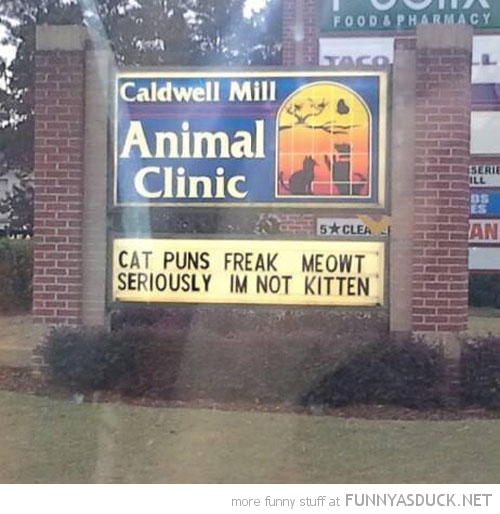 Cat Puns