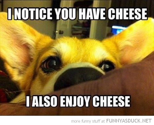 You Have Cheese?