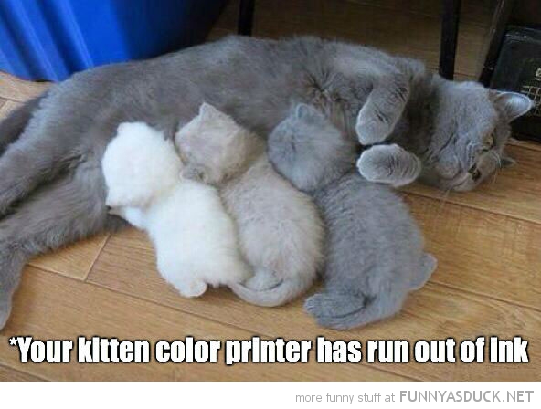 Kitten Printer