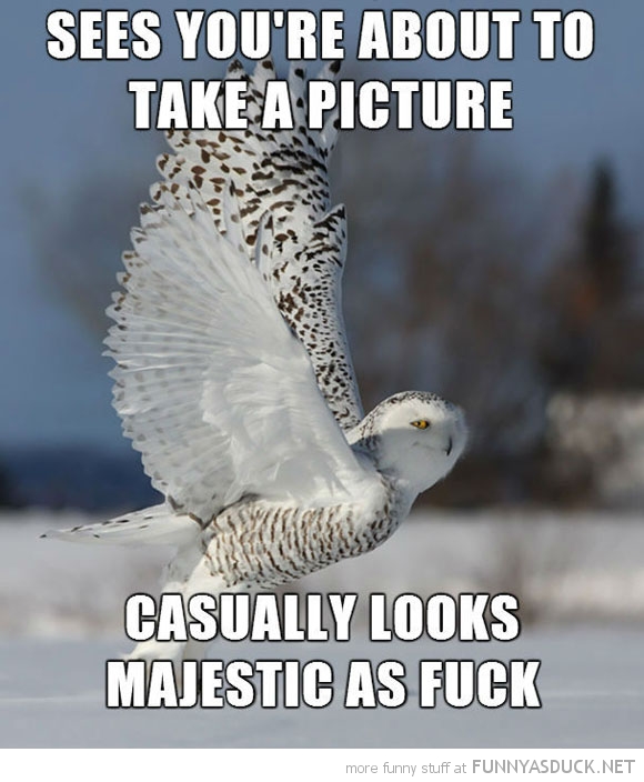 Majestic Owl