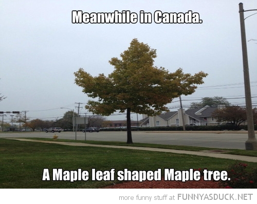 Maple Tree