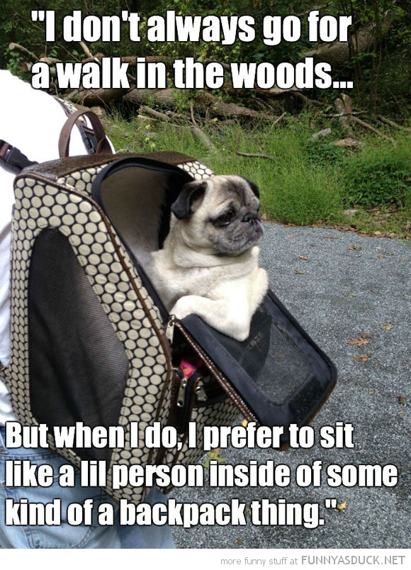 Most Interesting Pug