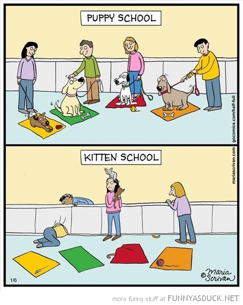 Puppy Vs Kitten School