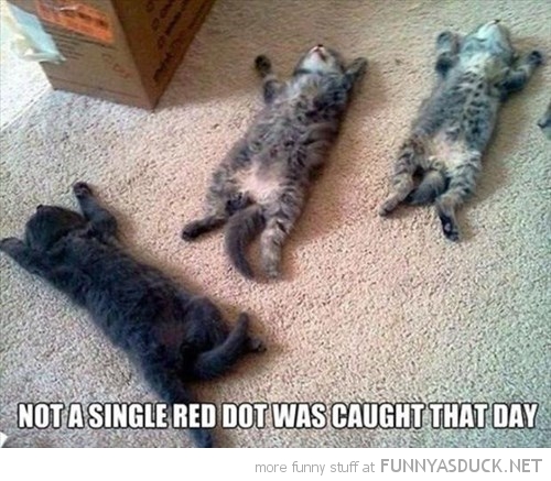 Lazy Kitties