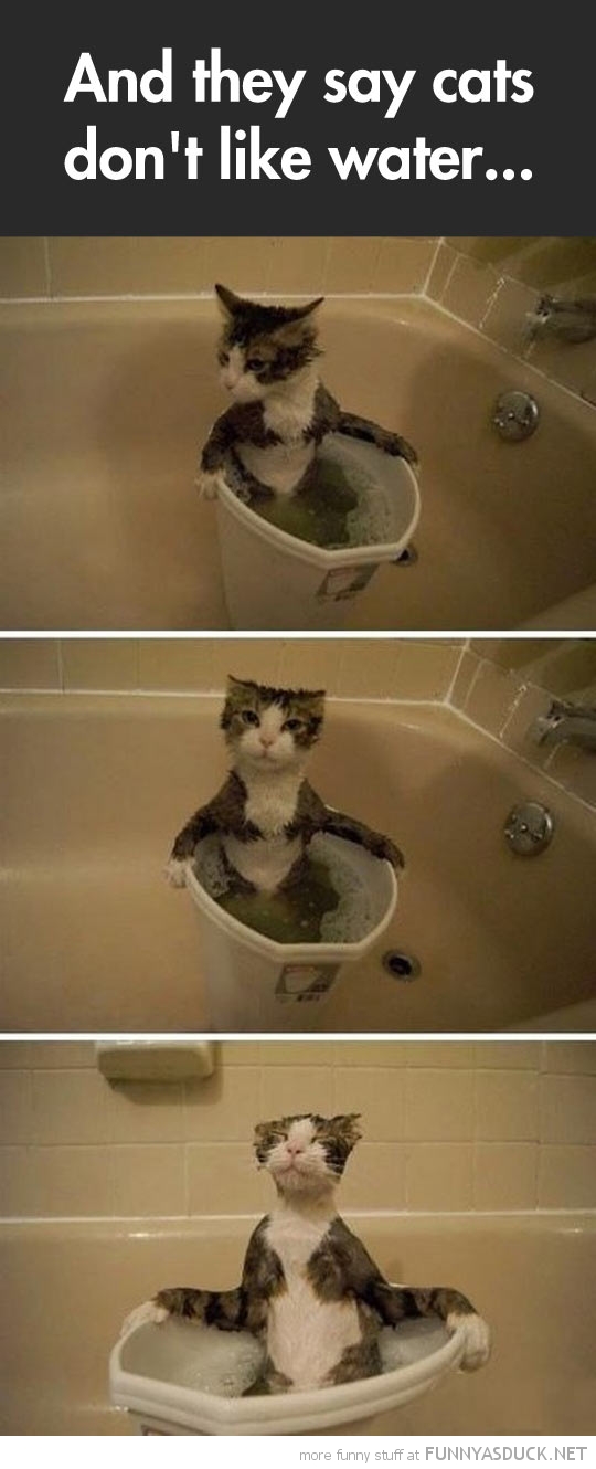 Cats Don't Like Water?