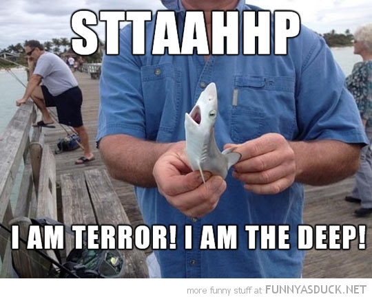 Tiny Shark