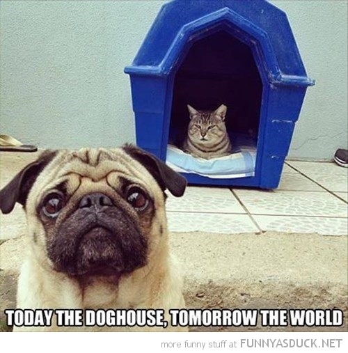 Today The Doghouse