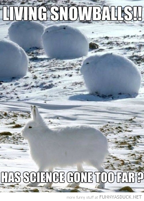 Living Snowballs