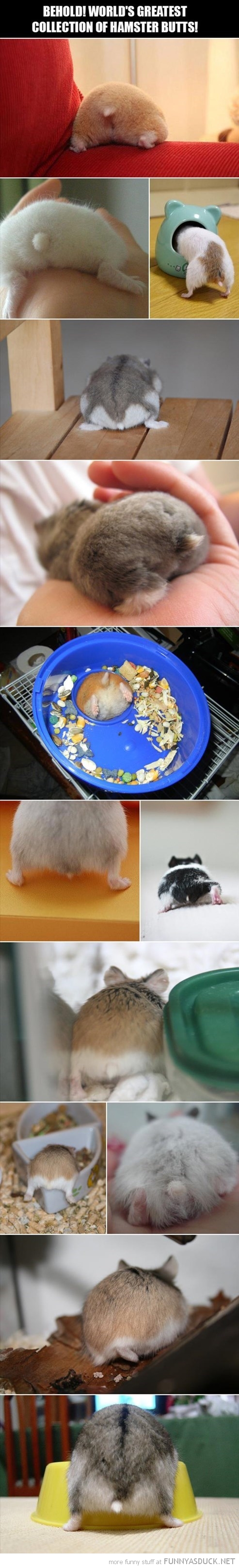 Hamster Butts