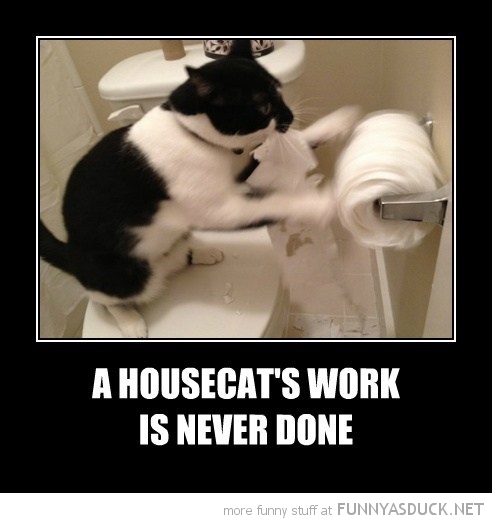 A Housecat's Work